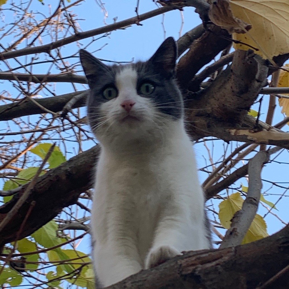 Meet your Posher, Ginger